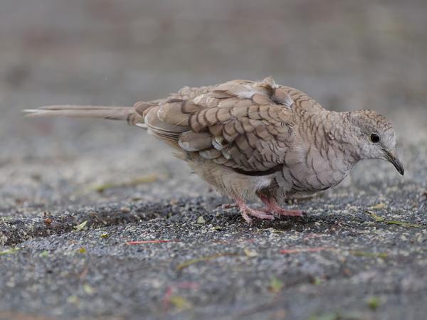 <h3><a href="/trips/costa-rica/biota/animalia/chordata/aves/026 columbiformes/001 columbidae/columbina inca/columbina inca-nl.html">Columbina&nbsp;inca</a> / Inca&nbsp;dove / Incaduif</h3>OM-1 Mark II met OLYMPUS M.150-400mm F4.5, 1/1000 sec  bij F4.5, ISO 10000, afstand 5.96&nbsp;m